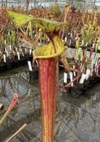 F66 S.flava red tube Clone1