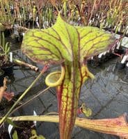 F66 S.flava red tube Clone1