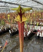 F66 S.flava red tube Clone1