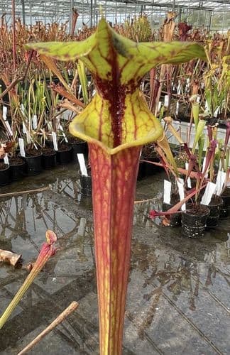 F66 S.flava red tube Clone1