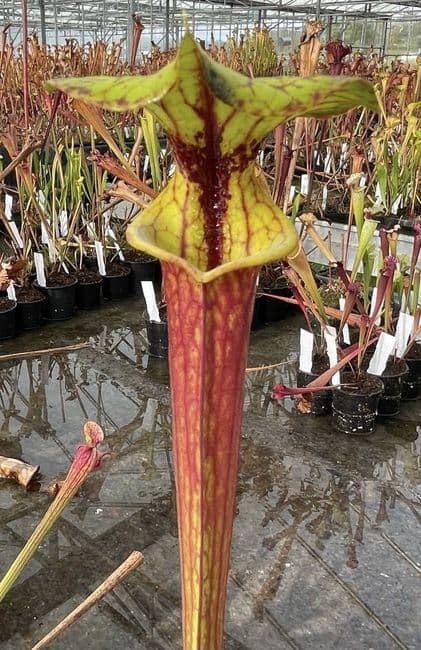 F66 S.flava red tube Clone1