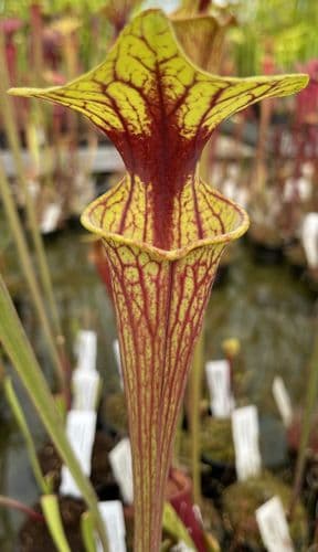 F71 Sarracenia flava var ornata