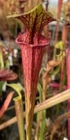 F722 Sarracenia flava var ornata