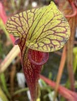 F722 Sarracenia flava var ornata