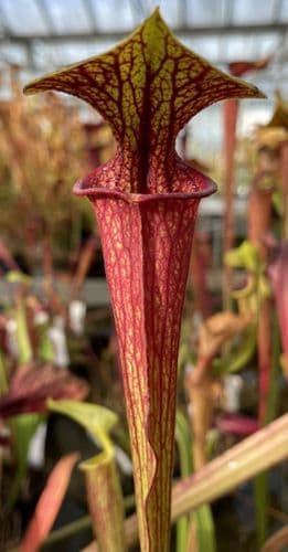 F722 Sarracenia flava var ornata