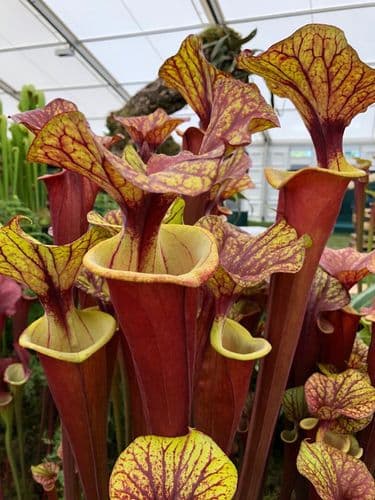 F79 F39 Sarracenia flava var rubricorpra