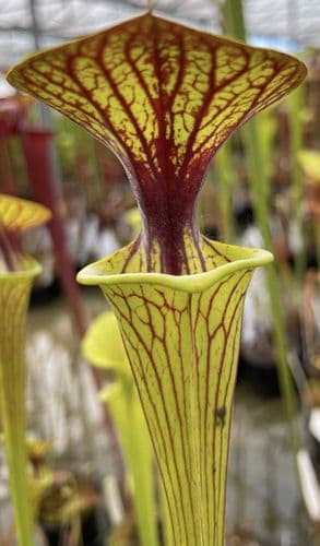 F802 S.flava var ornata