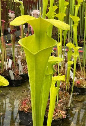 F803 S.flava var maxima light vein