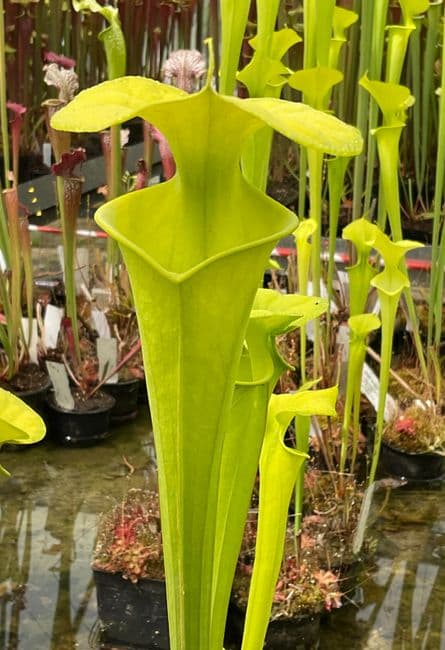 F803 S.flava var maxima light vein