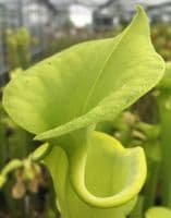 F810 S. flava var maxima