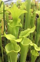 F810 S. flava var maxima