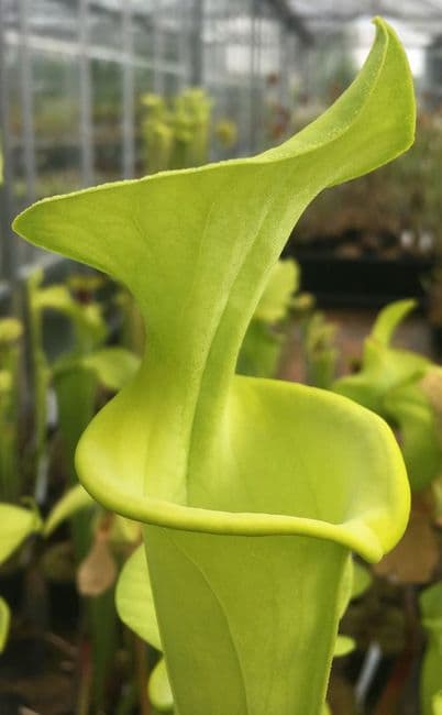 F810 S. flava var maxima