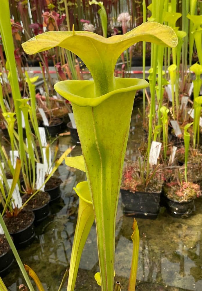 f815-s.-flava-var-maxima-1037-