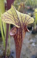 F816 S. flava var ornata