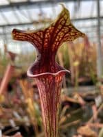 F816 S. flava var ornata