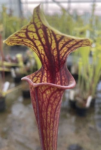 F816 S. flava var ornata