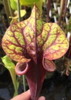 F817 S. flava var ornata