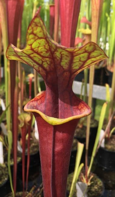 F817 S. flava var ornata