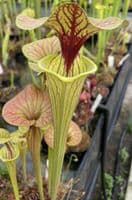 F818 S. flava var cuprea