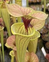 F818 S. flava var cuprea