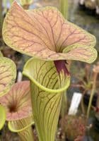 F818 S. flava var cuprea