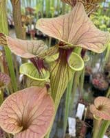 F818 S. flava var cuprea