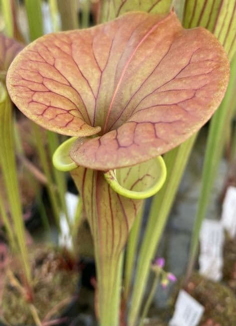 F818 S. flava var cuprea