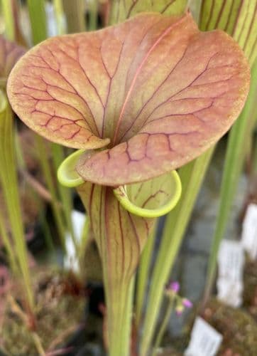 F818 S. flava var cuprea