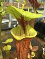 F821 S. flava var rubricorpra