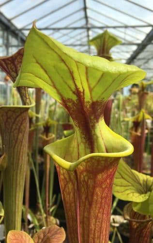 F821 S. flava var rubricorpra