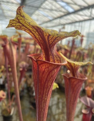 F828 S.flava var atropurpurea