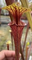 F832 S.flava var ornata