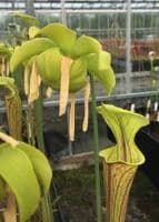 F832 S.flava var ornata