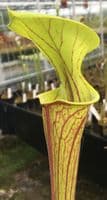 F832 S.flava var ornata