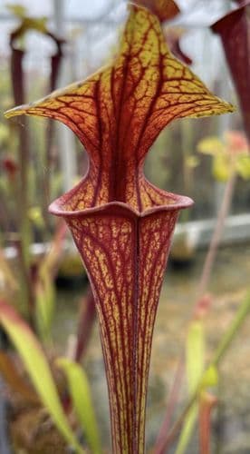 F832 S.flava var ornata