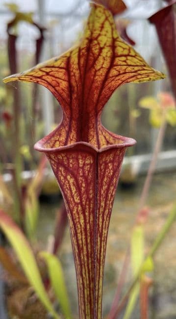 F832 S.flava var ornata