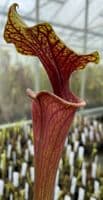 F833 S.flava var ornata