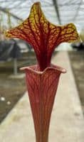 F833 S.flava var ornata