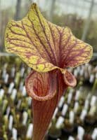 F833 S.flava var ornata