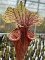 F833 S.flava var ornata