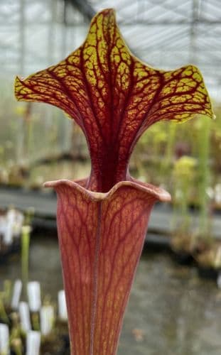 F833 S.flava var ornata