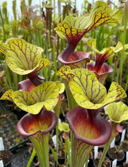 F88 Sarracenia flava var ornata Apalachicola