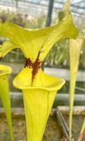 F911 Sarracenia flava var rugelii