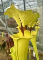 F911 Sarracenia flava var rugelii