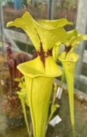 F911 Sarracenia flava var rugelii
