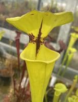 F911 Sarracenia flava var rugelii
