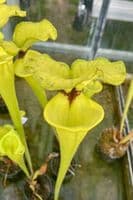 F911 Sarracenia flava var rugelii