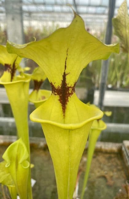 F911 Sarracenia flava var rugelii