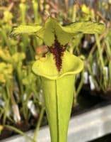 F935r Sarracenia flava var rugelii