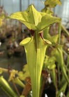F935r Sarracenia flava var rugelii